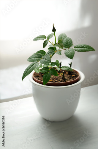 Indoor plant in a white ceramic pot on white background.