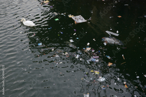 Swan swims away from dense patch of waterway floating litter. Logos removed.