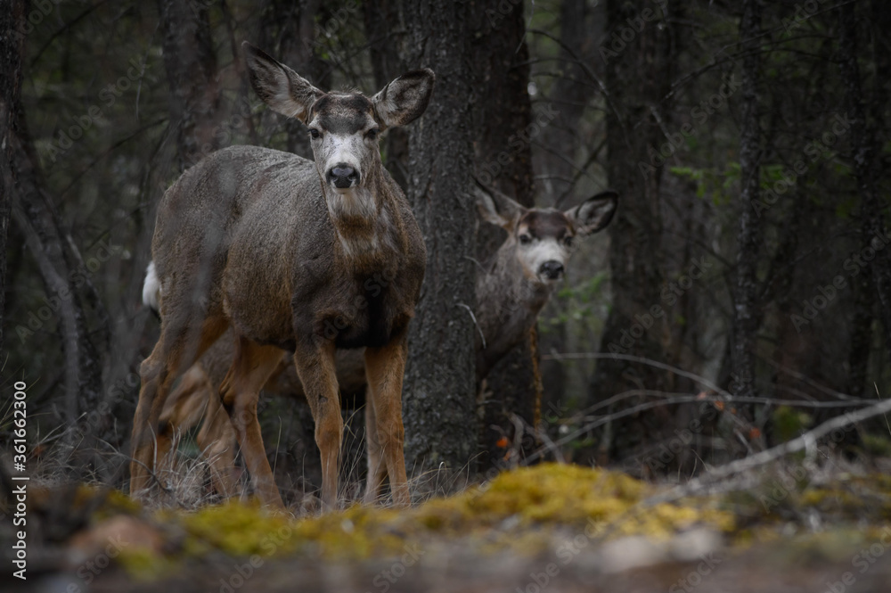 Two white-tailed deer (Odocoileus virginianus) in spring time, Canada Two white-tailed deer (Odocoileus virginianus) in spring time, Canada