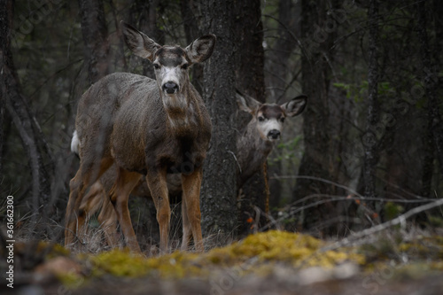 Two white-tailed deer (Odocoileus virginianus) in spring time, Canada
