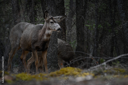 Fototapeta Naklejka Na Ścianę i Meble -  White-tailed deer (Odocoileus virginianus) in spring time, Canada