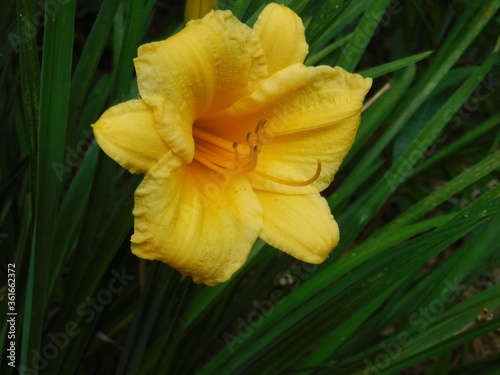 daffodil flower closeup
