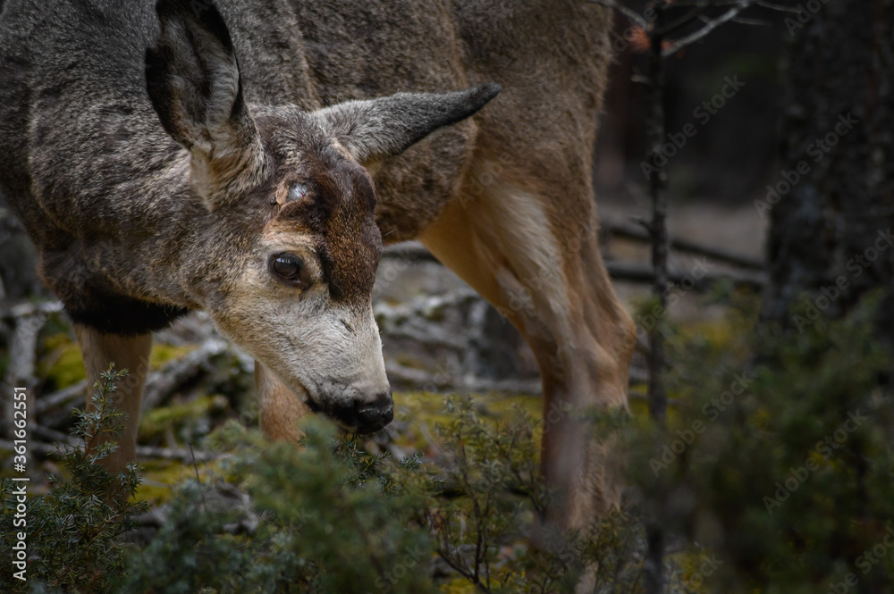 White-tailed deer (Odocoileus virginianus) in spring time, Canada White-tailed deer (Odocoileus virginianus) in spring time, Canada
