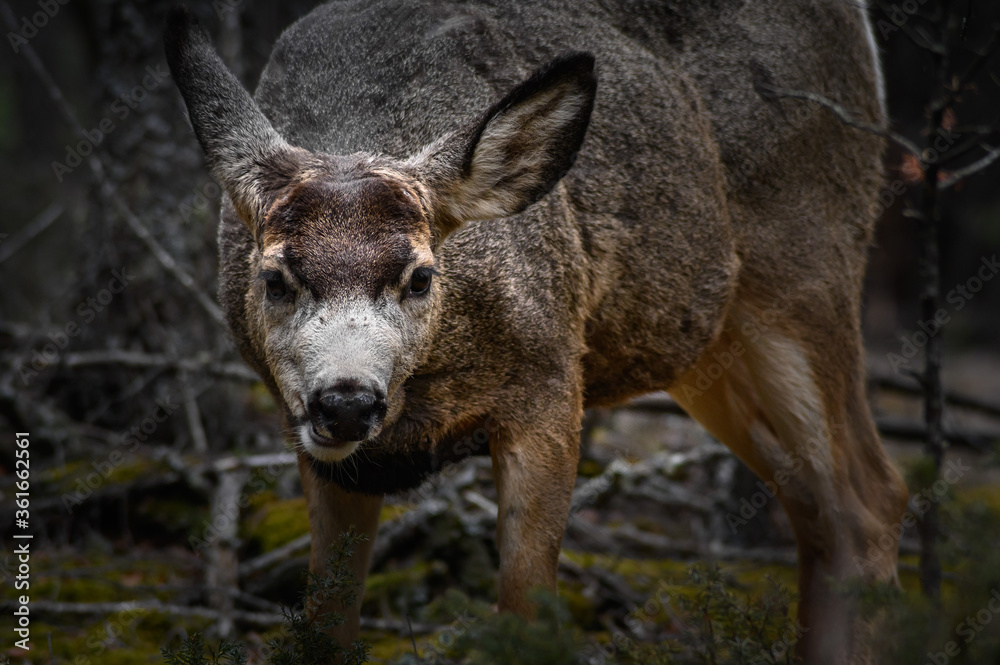 Fototapeta premium White-tailed deer (Odocoileus virginianus) in spring time, Canada