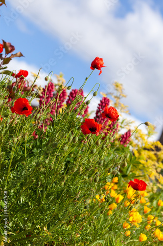 Fototapeta Naklejka Na Ścianę i Meble -  Garden flowers and a blue sky