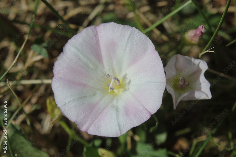 purple beach moonflower from top angle in natural lighting purple beach moonflower from top angle in natural lighting