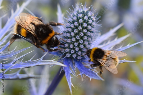 Fototapeta Blue eryngium is top summer bee plant