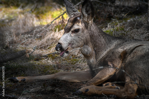 White-tailed deer (Odocoileus virginianus) in spring time, Canada