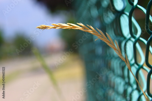 wheat coming out of a green fence photo