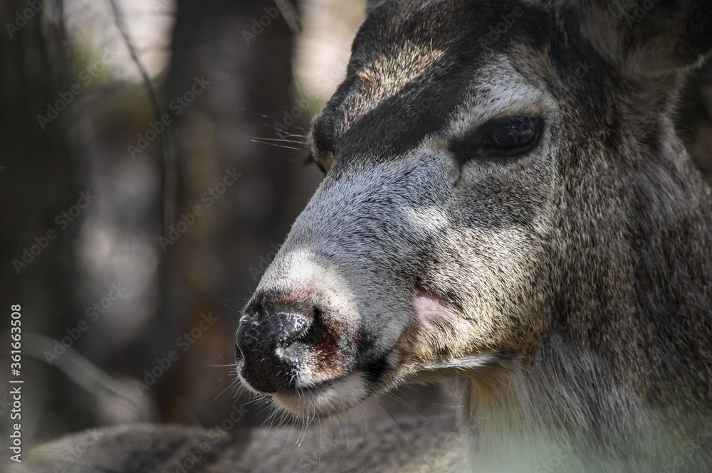 White-tailed deer (Odocoileus virginianus) portrait in spring time, Canada