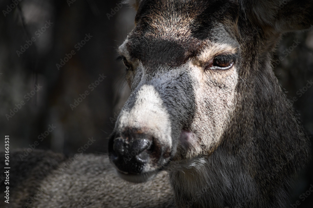 White-tailed deer (Odocoileus virginianus) portrait in spring time, Canada