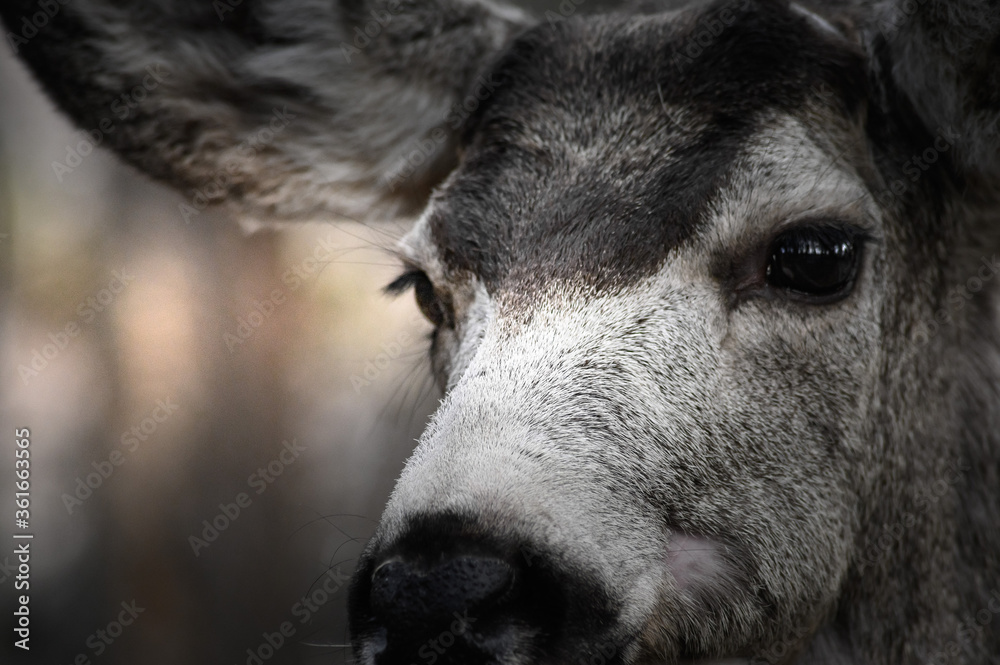 White-tailed deer (Odocoileus virginianus) portrait in spring time, Canada White-tailed deer (Odocoileus virginianus) portrait in spring time, Canada