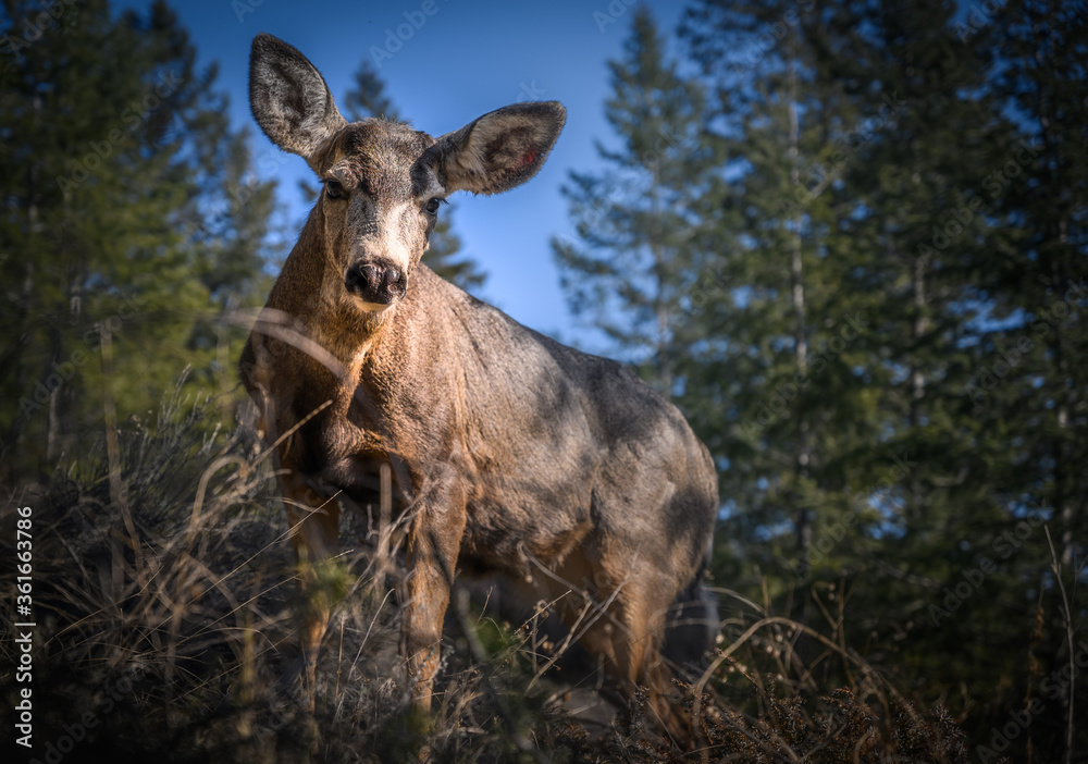 White-tailed deer (Odocoileus virginianus) in spring time, Canada White-tailed deer (Odocoileus virginianus) in spring time, Canada