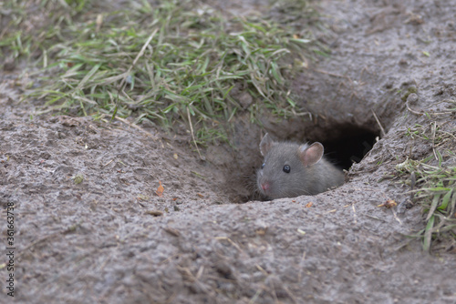 Young baby brown rat peeks head and face out of wet muddy burrow.