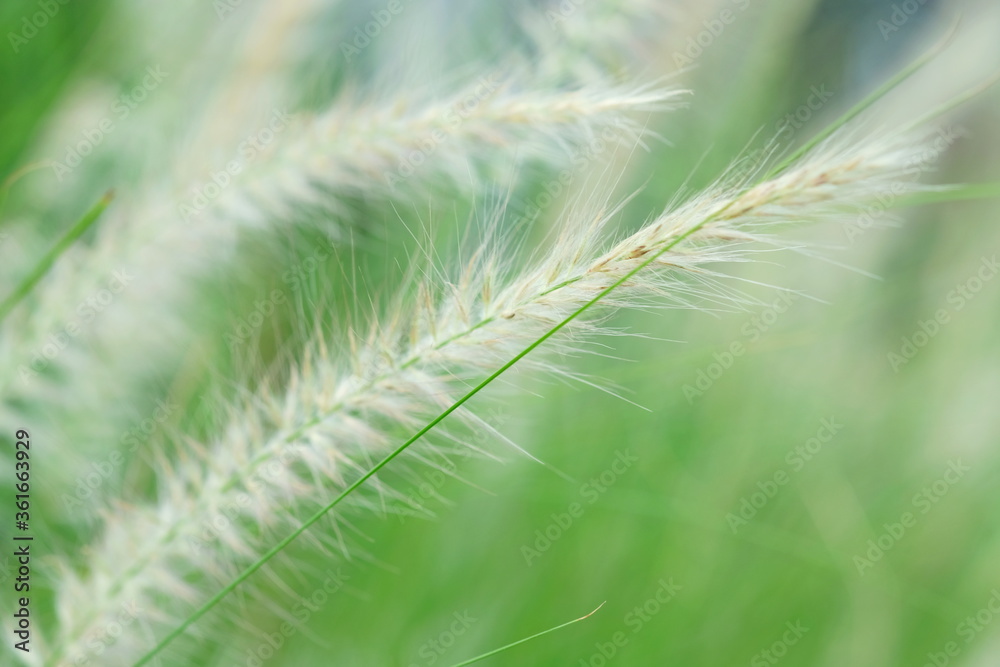 Select focus of feather Pennisetum or Mission grass at green garden Select focus of feather Pennisetum or Mission grass at green garden