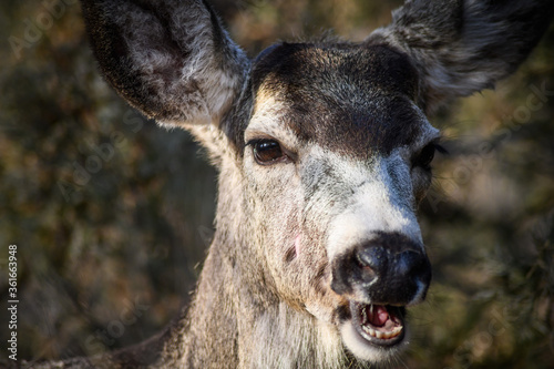 White-tailed deer (Odocoileus virginianus) in spring time, Canada