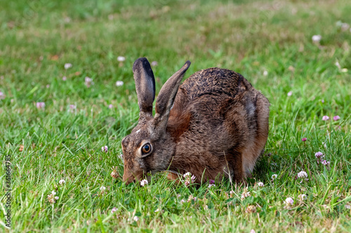Brown hare with the snout in the grass