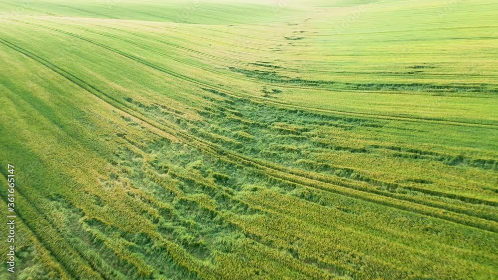 Wheat harvest, partially damaged by thunderstorms. Wheat harvest, partially damaged by thunderstorms.