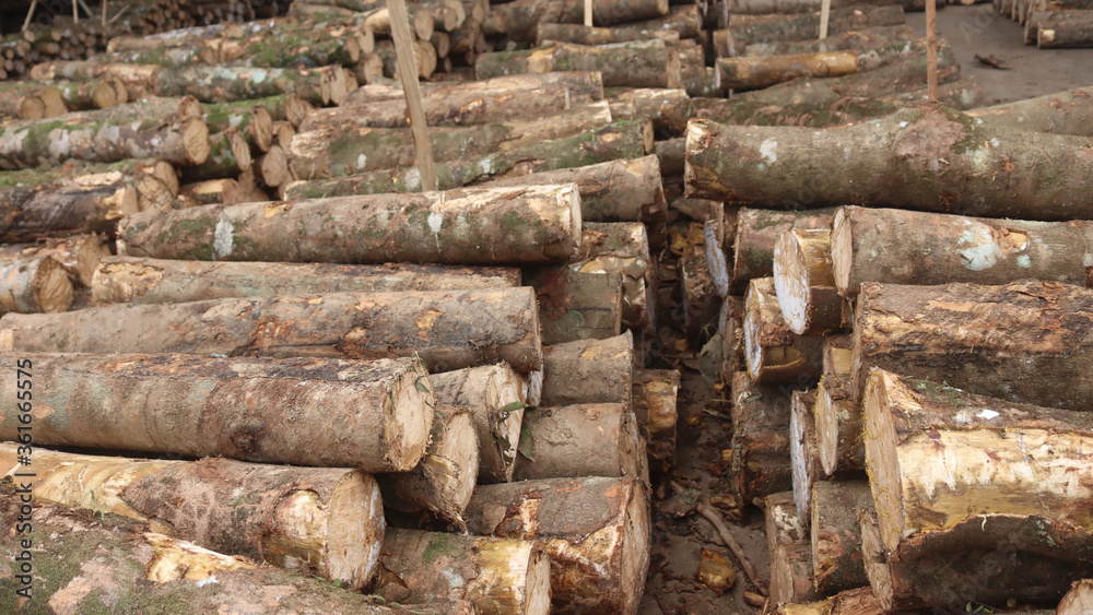 Pile of logs at lumber yard. Wood from forest cut down. Timber industry Pile of logs at lumber yard. Wood from forest cut down. Timber industry