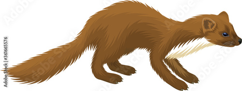 vector European  pine marten illustration