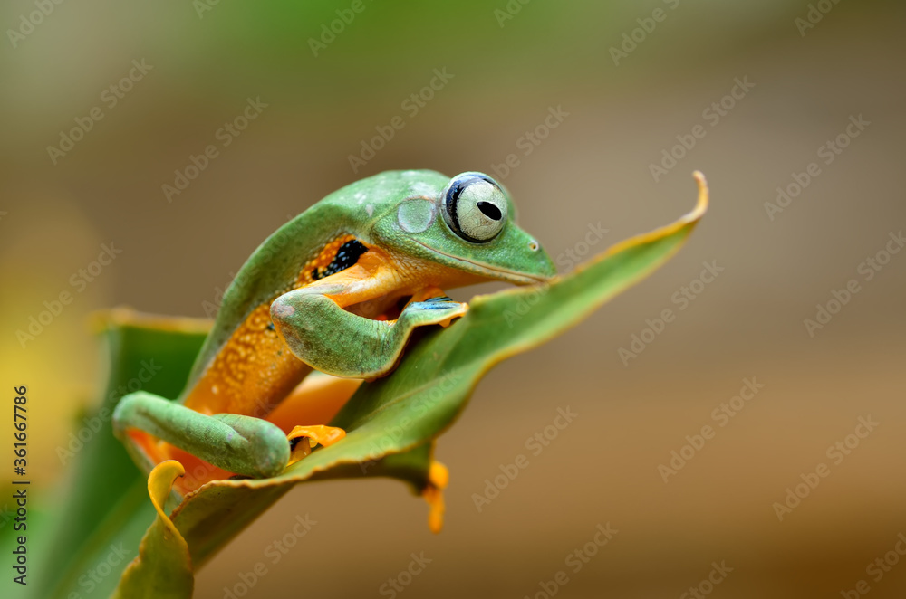 Fototapeta premium frog 