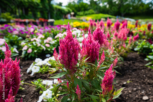 Fleurs du jardin botanique de Montréal