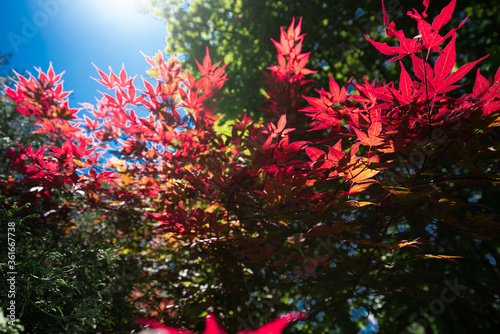 Fleurs du jardin botanique de Montréal