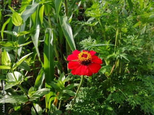 A beautiful red flower in the middle of nature 