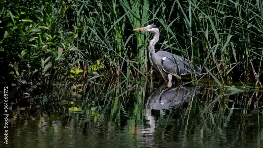 Grey Heron while hunting for fish in water. Her Latin name is Ardea cinerea. Grey Heron while hunting for fish in water. Her Latin name is Ardea cinerea.