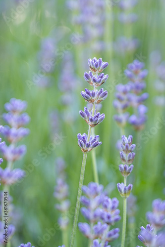flower field background filled with beautiful purple lavender flowers