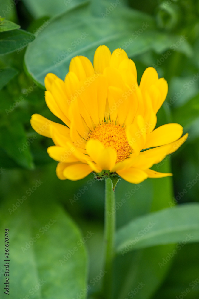 close up of one yellow marigold flower blooming in the garden with green leaves background close up of one yellow marigold flower blooming in the garden with green leaves background