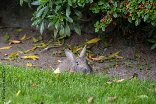 a cute grey rabbit hiding behind green grasses under the shade of bushes in the park
