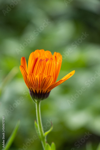 close up of one orange marigold flower bud ready to bloom in the garden with blurry green background