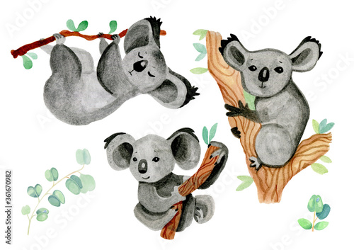 Photography koalas and eucalyptus watercolor cute illustrations