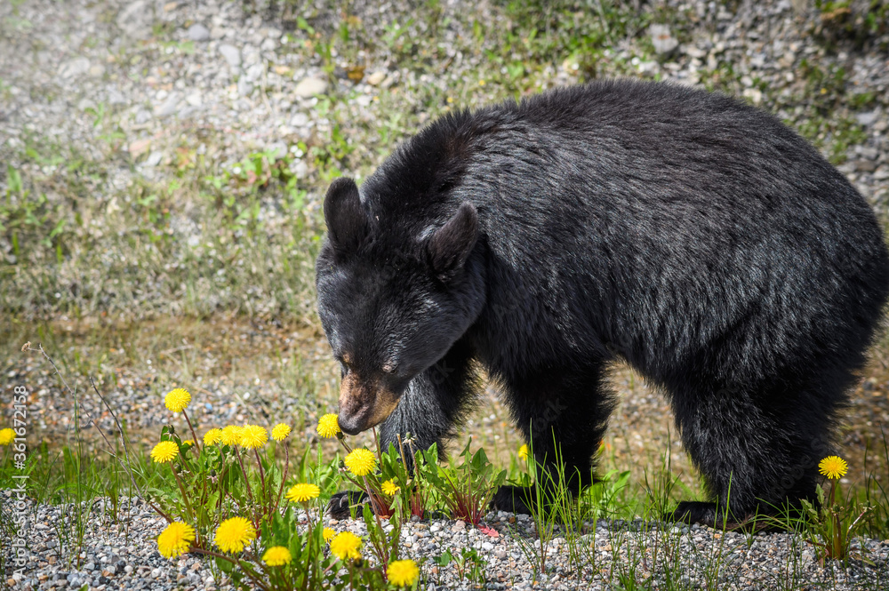 Naklejka premium Black Bear (Ursus americanus), Canada