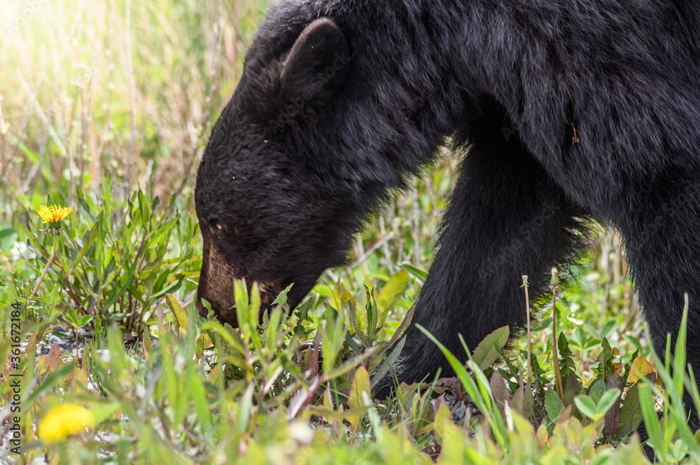 Black Bear (Ursus americanus), Canada Black Bear (Ursus americanus), Canada