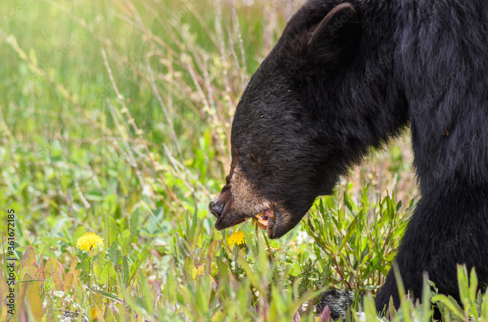 Black Bear (Ursus americanus), Canada Black Bear (Ursus americanus), Canada