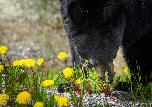 Black Bear (Ursus americanus), Canada © MikeHubert