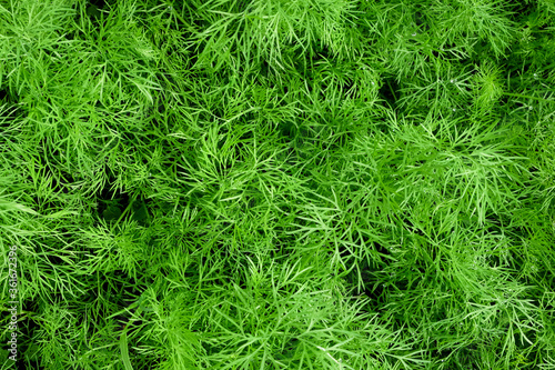 Young dill in the garden top view