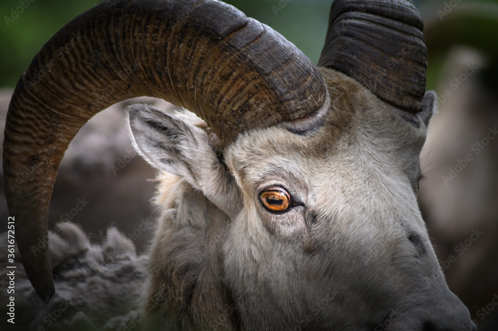 Fototapeta premium Bighorn sheep (Ovis canadensis), Canada