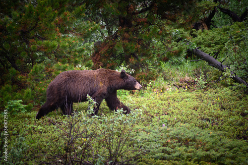 Wallpaper Mural Black Bear (Ursus americanus), Canada Torontodigital.ca