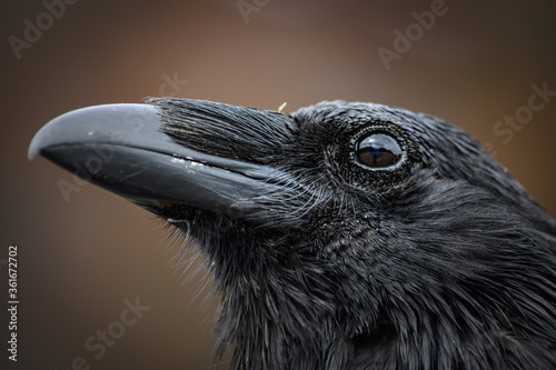 The Raven (Corvus corax), Canada