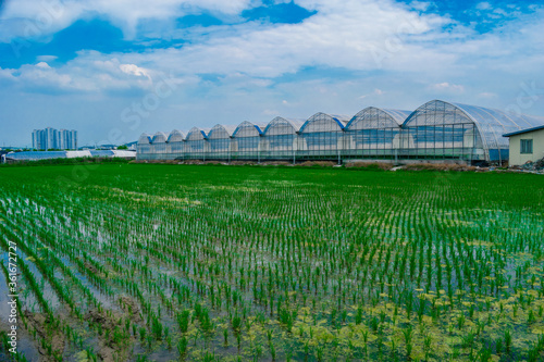 Greenhouses on rice field in Goyang, South Korea. 