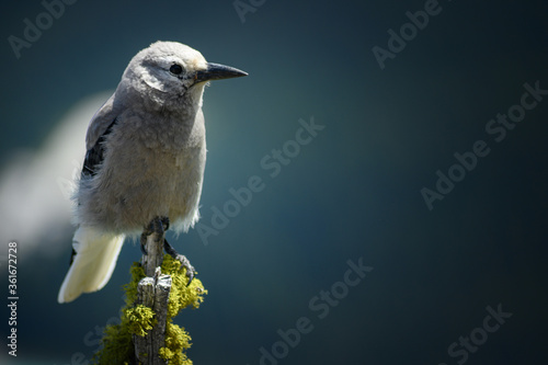 Canvas Print Grey Jay (Perisoreus canadensis), Canada