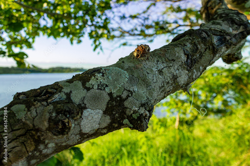 trunk of a tree trunk of a tree