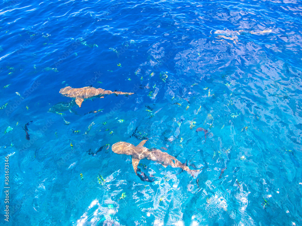 水面近くを泳ぐブラックチプリーフシャーク・ツマグロザメ、Carcharhinus melanopterus、(水面から)。ミクロネシア連邦ヤップ島