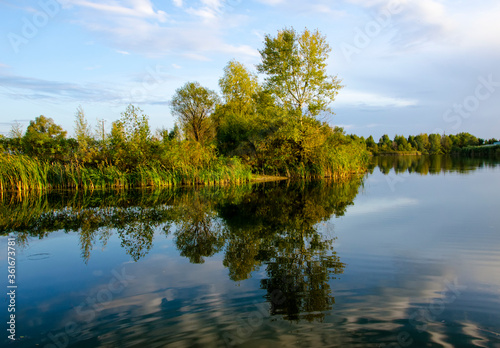 trees in the water