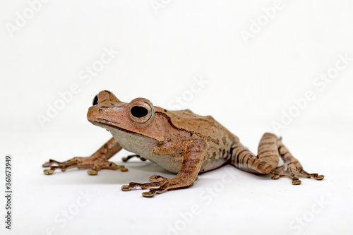 Polypedates otilophus, borneo eared tree frog with white background