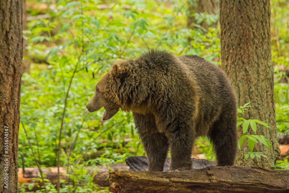 Obraz premium grizzly bear Ursus arctos horribilis growling in forest on log