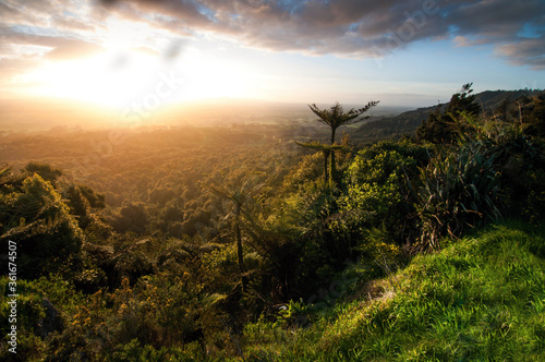 Sunset over forest, New Zealand